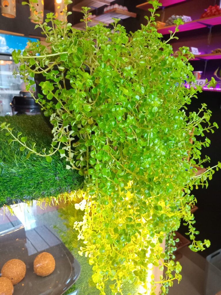Img 20250131 Wa0100